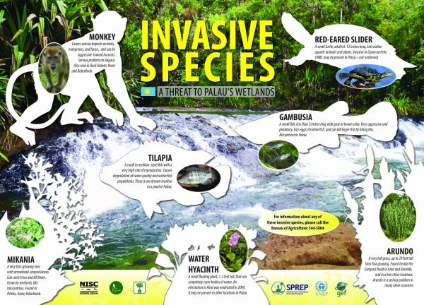 invasive-species-threat-palau-wetlands.pdf.jpeg